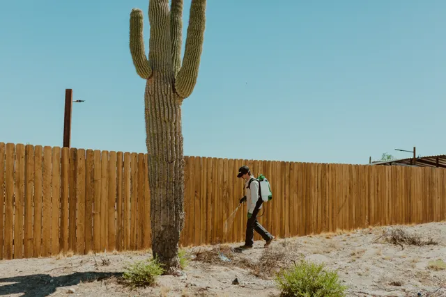 NEARPEST technician treating a wooden fence beside a tall saguaro cactus