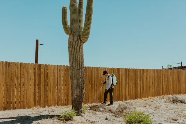 NEARPEST technician treating a wooden fence beside a tall saguaro cactus