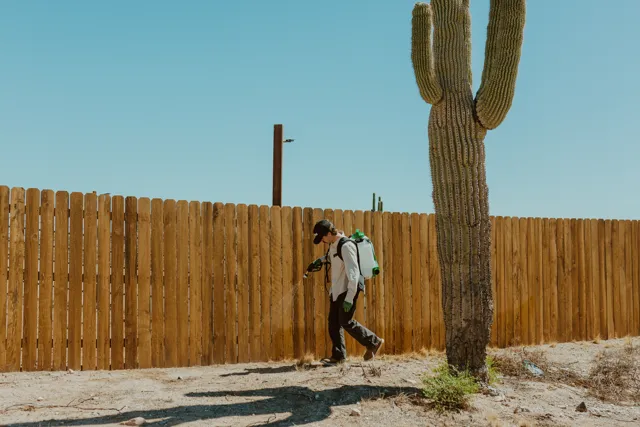 NEARPEST technician treating a wooden fence beside a tall saguaro cactus