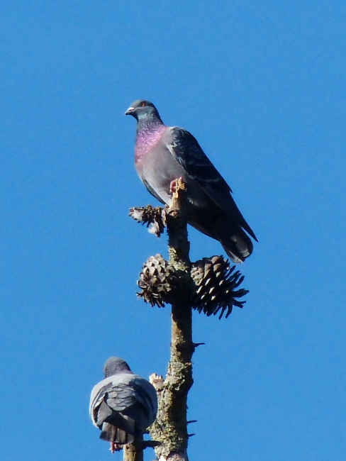 Rock pigeon with gray plumage and an iridescent neck